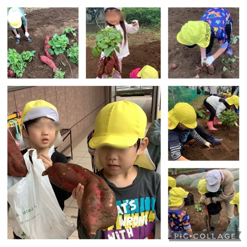 4園交流(さつまいも掘り)