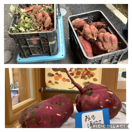 4園交流(さつまいも掘り)